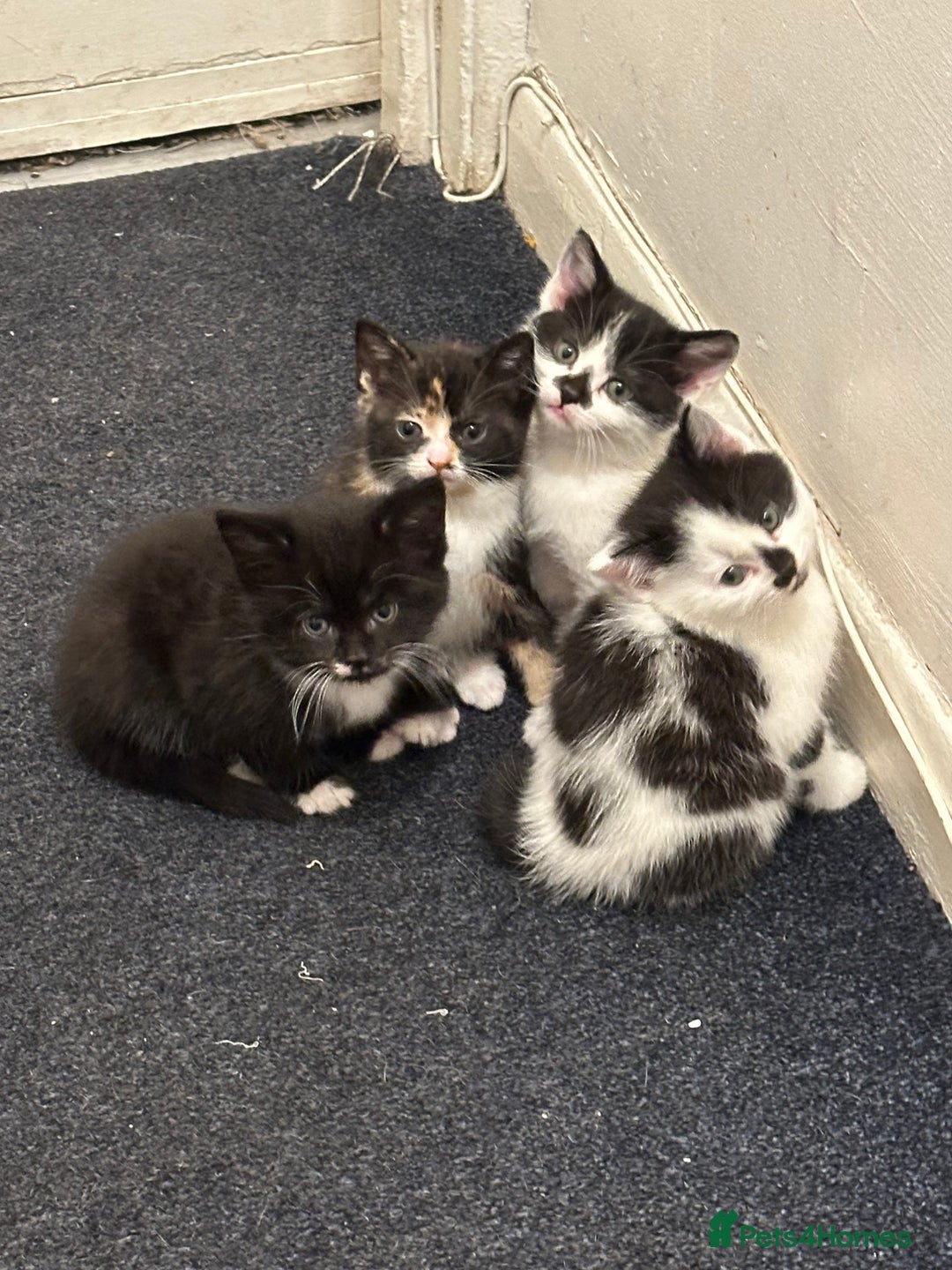 American Wirehair cats for sale: 3 KITTENS FOR SALE - ready to leave Jan 11th - Advert 7