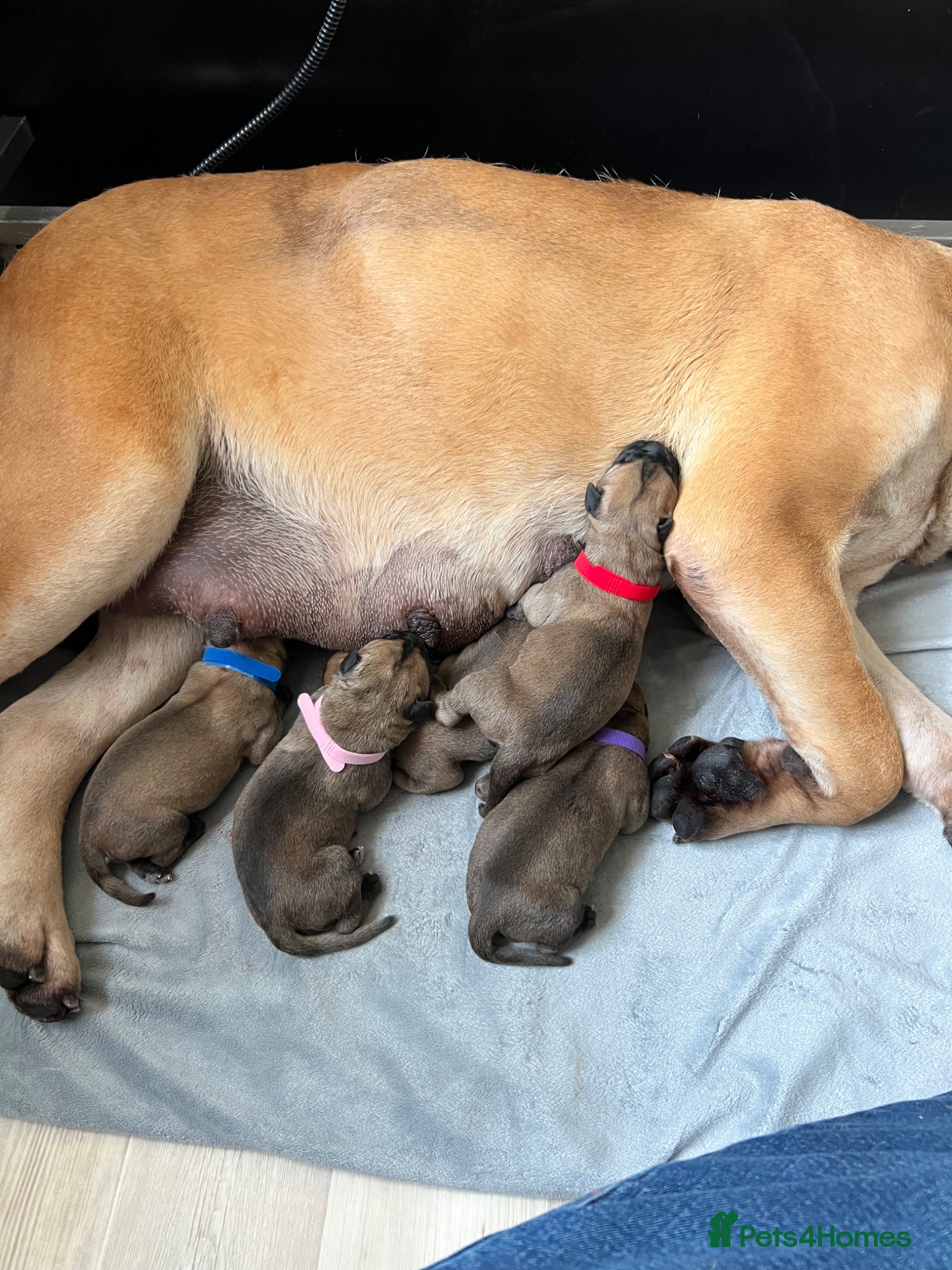 Bullmastiff dogs KC Litter of Bullmastiff’s  - Advert 1