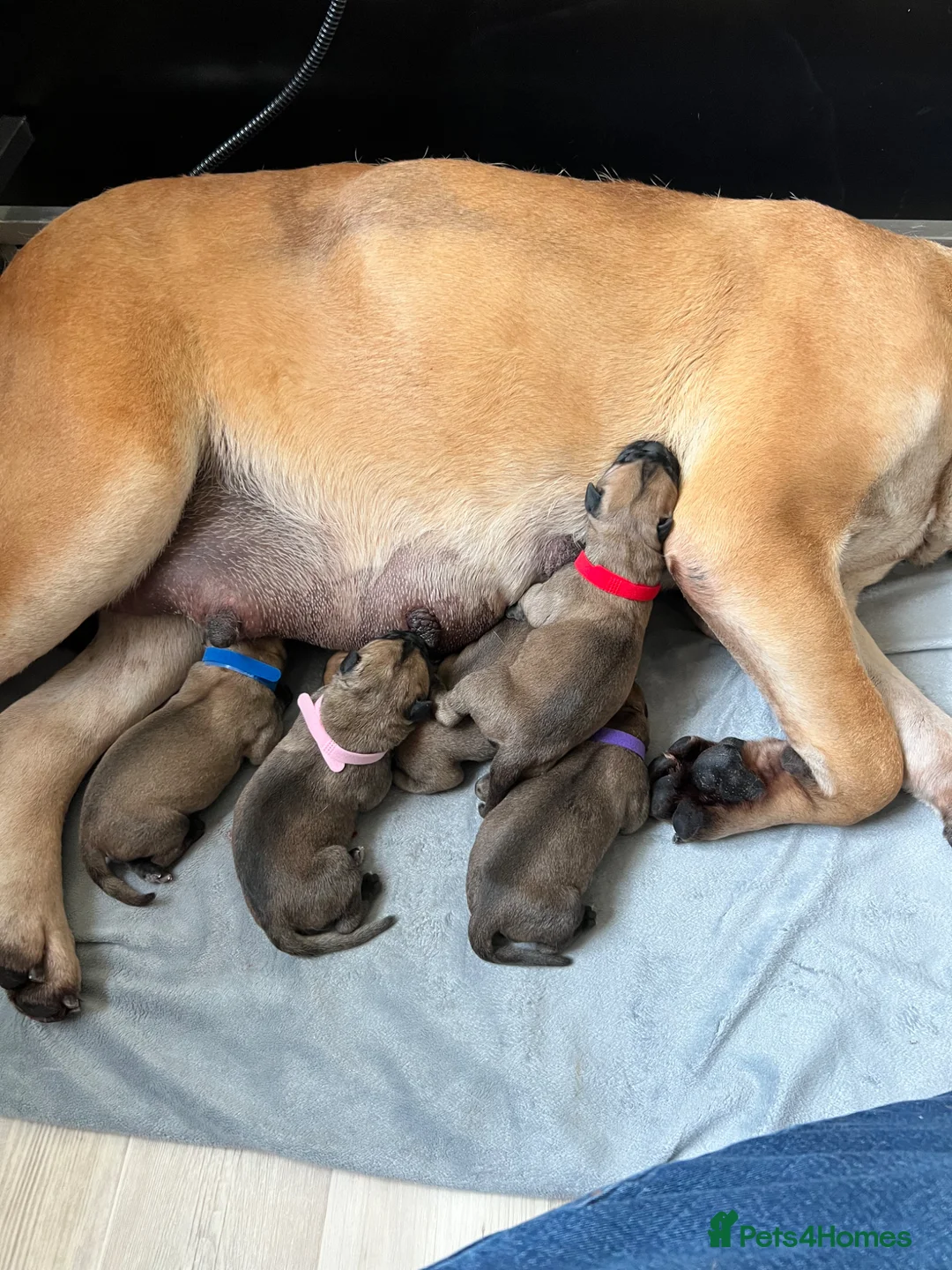 Bullmastiff dogs for sale: KC Litter of Bullmastiff’s  in Mansfield - Advert 1