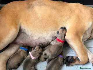 Bullmastiff dogs KC Litter of Bullmastiff’s - Advert 1