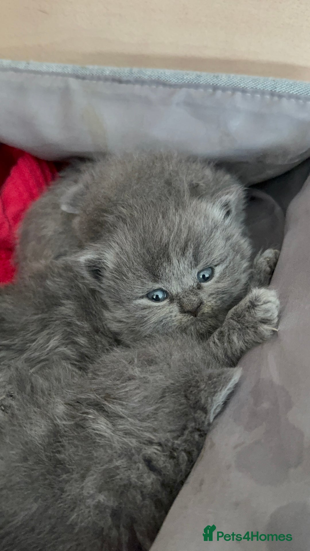 British Shorthair cats for sale: Adorable British shorthair kittens  - Image 5