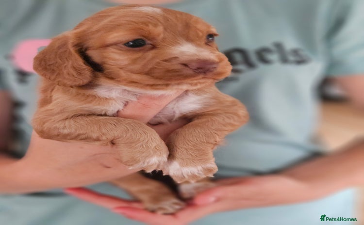 Cocker Spaniel dogs - Advert 10