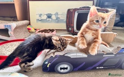 Mixed Breed cats for sale: Lovely bengal mix kittens: tabby, ginger, black - Image 28