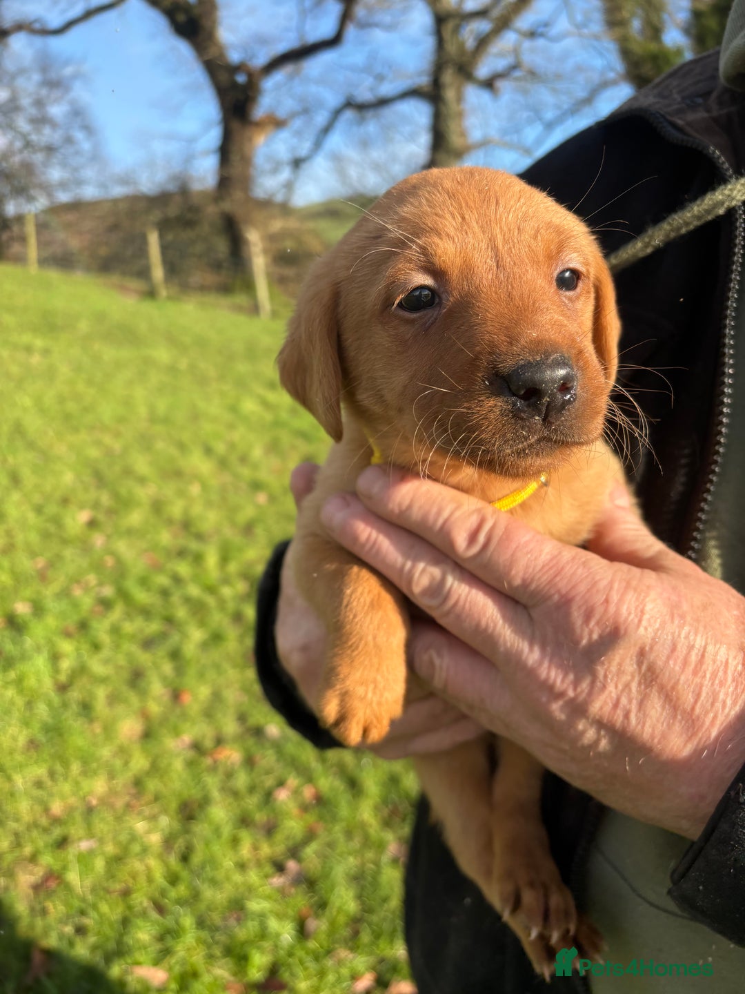 Labrador Retriever dogs for sale: KC Registered Litter of 9 fox red Labrador Puppies - Advert 6