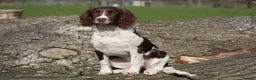 English Springer Spaniel dogs for sale: Rowanvale's Trained Jennie  - Advert 6