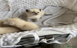 Ragdoll cats for sale: Blue point rag doll kittens - Image 2
