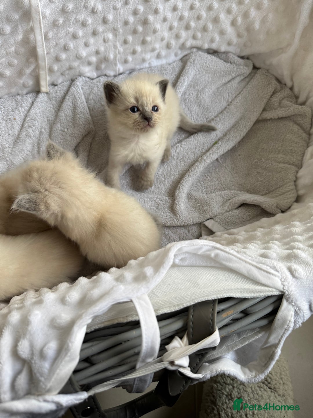 Ragdoll cats for sale: Blue point rag doll kittens - Image 2