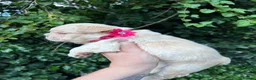 French Bulldog dogs for sale: BEAUTIFUL FLUFFY FRENCH BULLDOG PUPPIES - Advert 3
