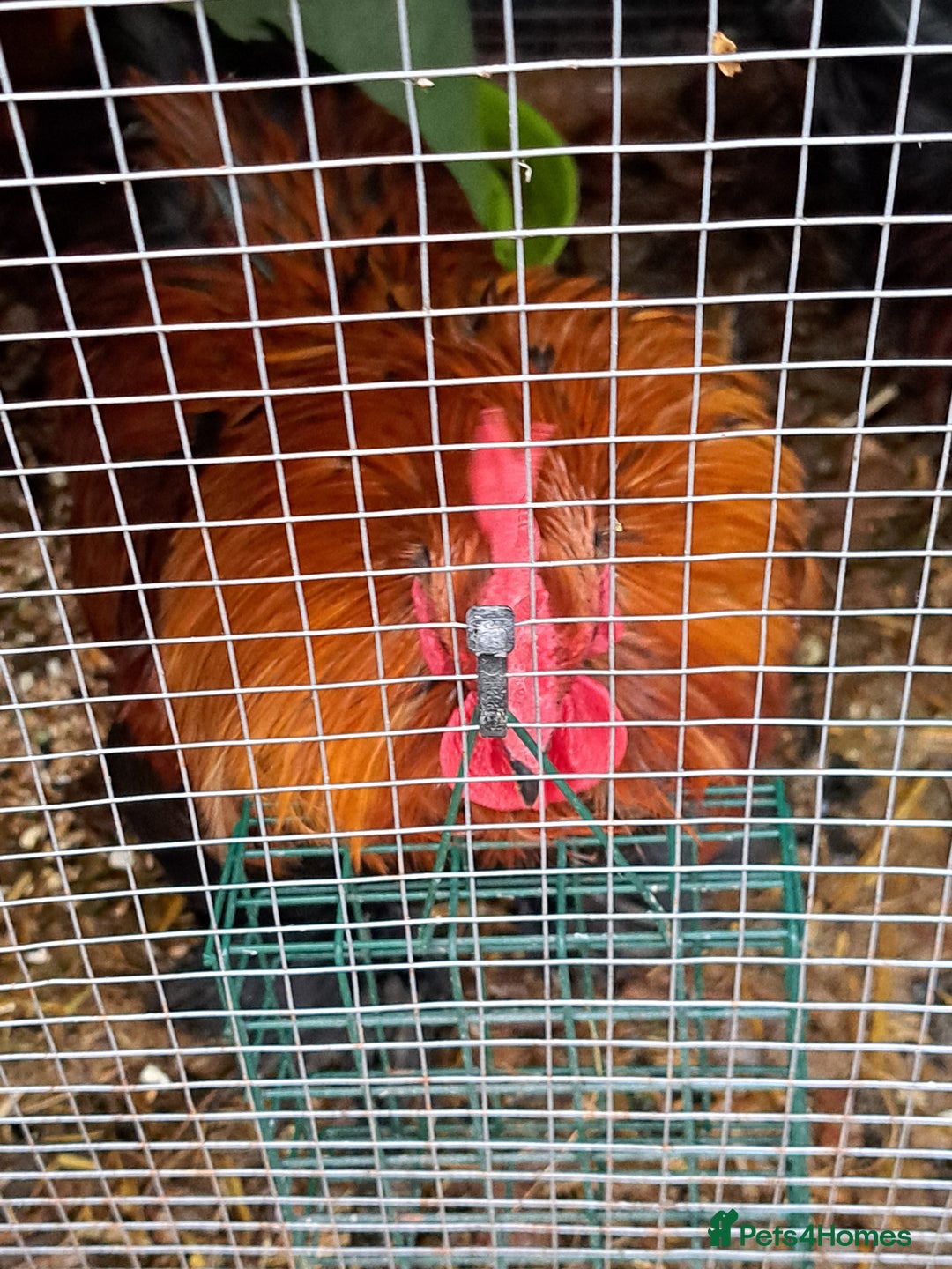 Chickens poultry for sale: Two Cockerel for Sale  - Advert 6