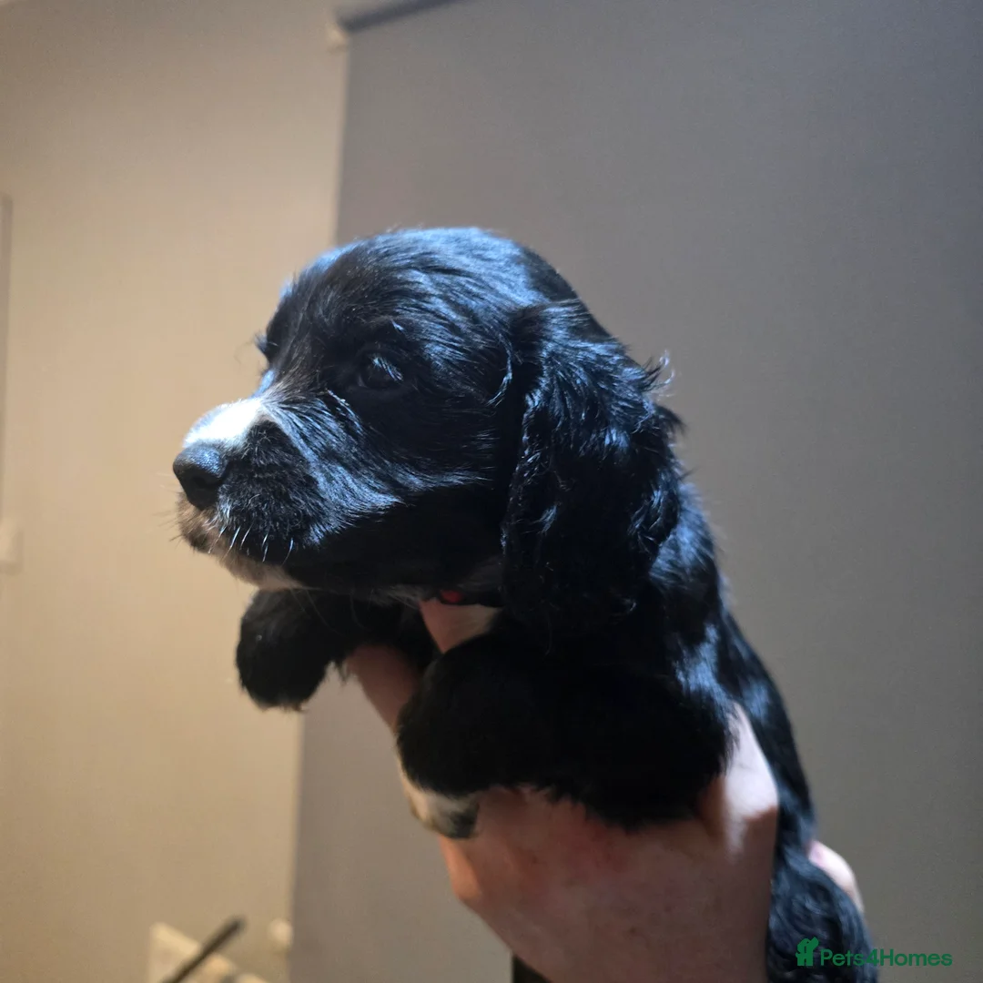 Cocker Spaniel dogs for sale: Cocker spaniel puppies for sale  - Advert 17