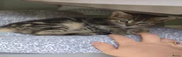 Mixed Breed cats for sale: Kittens available - Advert 6
