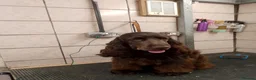 Cocker Spaniel dogs for sale: Extensively health tested KC Show Cocker Spaniels  - Advert 19