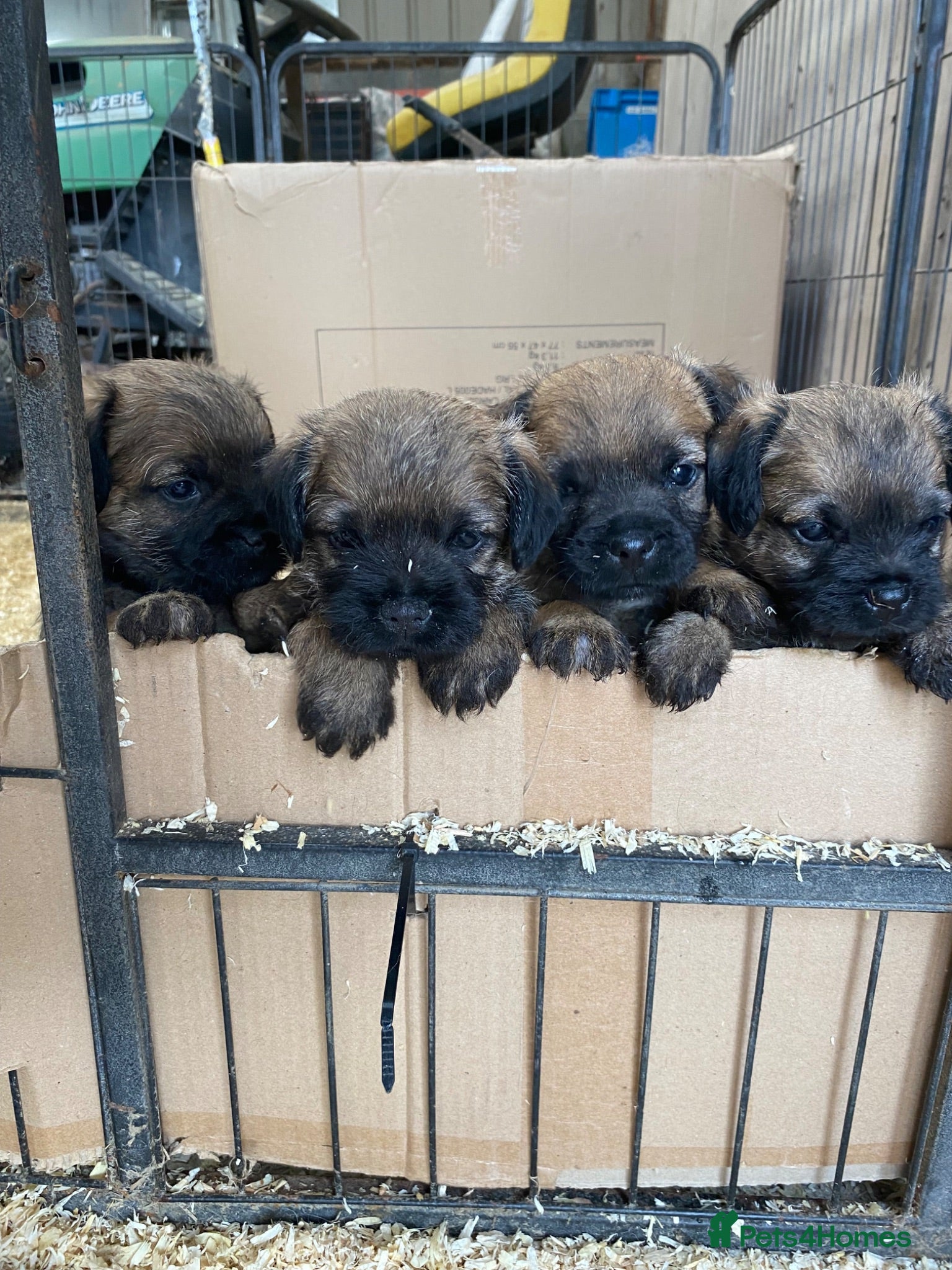 Border Terrier dogs Border terrier puppies - Advert 15
