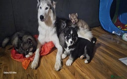 Siberian Husky dogs for sale: ready to go Wooly Siberian Husky - Image 13