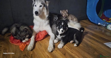 Siberian Husky dogs - Advert 6