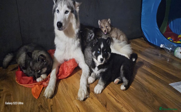 Siberian Husky dogs - Advert 1