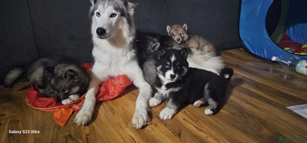 Siberian Husky dogs for sale: ready to go Wooly Siberian Husky - Image 13