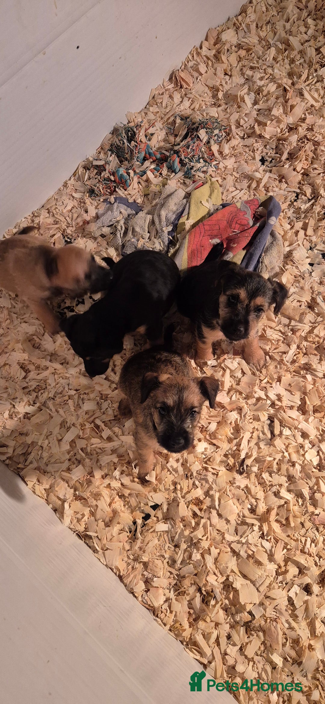 Patterdale Terrier dogs for sale: Patterdale x lakeland pups  - Image 14
