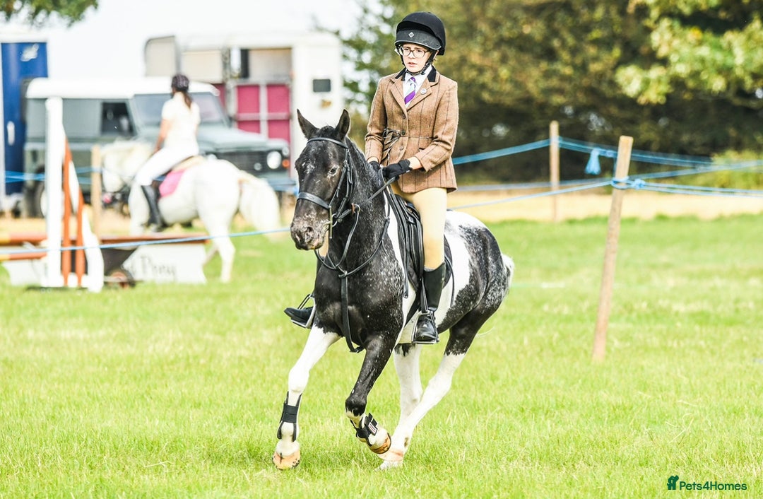 Irish Cob horses for sale: 13.1 fun loving all rounder  - Image 10