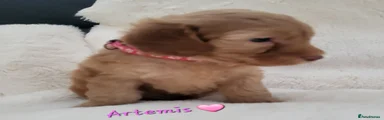 Artemis 🩷