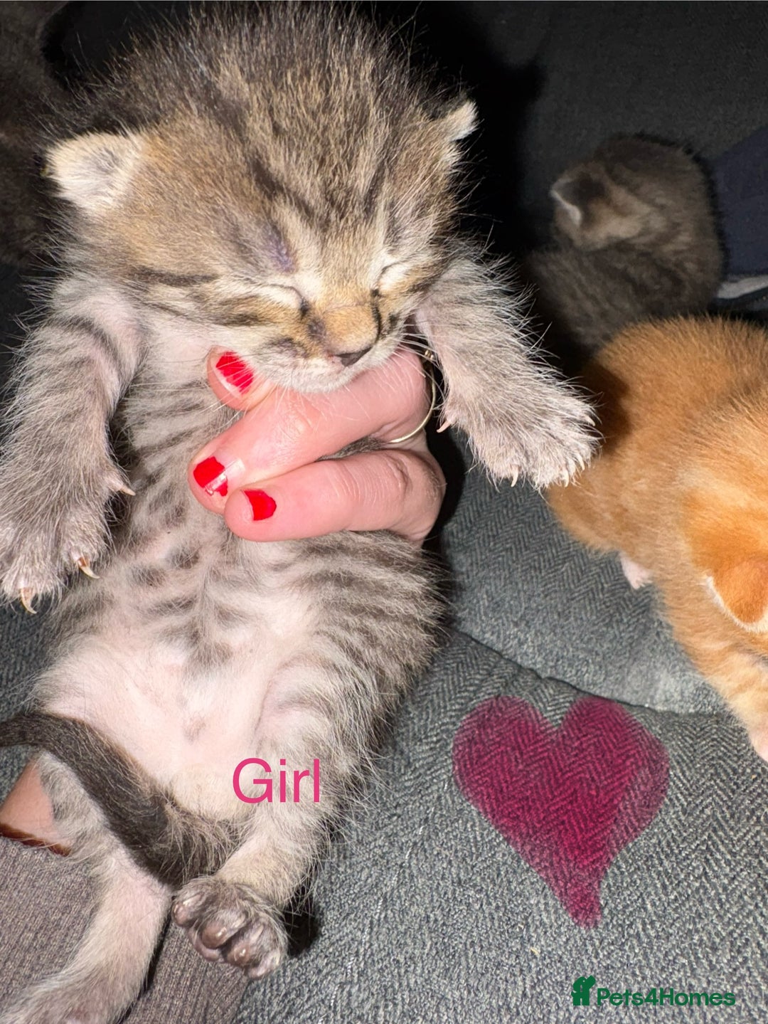 British Shorthair cats for sale: 4 beautiful kittens for sale - Image 6