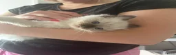 Ragdoll cats for sale: 3 Ragdoll kittens for sale - Advert 11