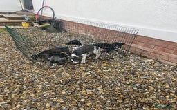 Whippet dogs for sale: 3 quarter whippet quarter collie pups - Image 5
