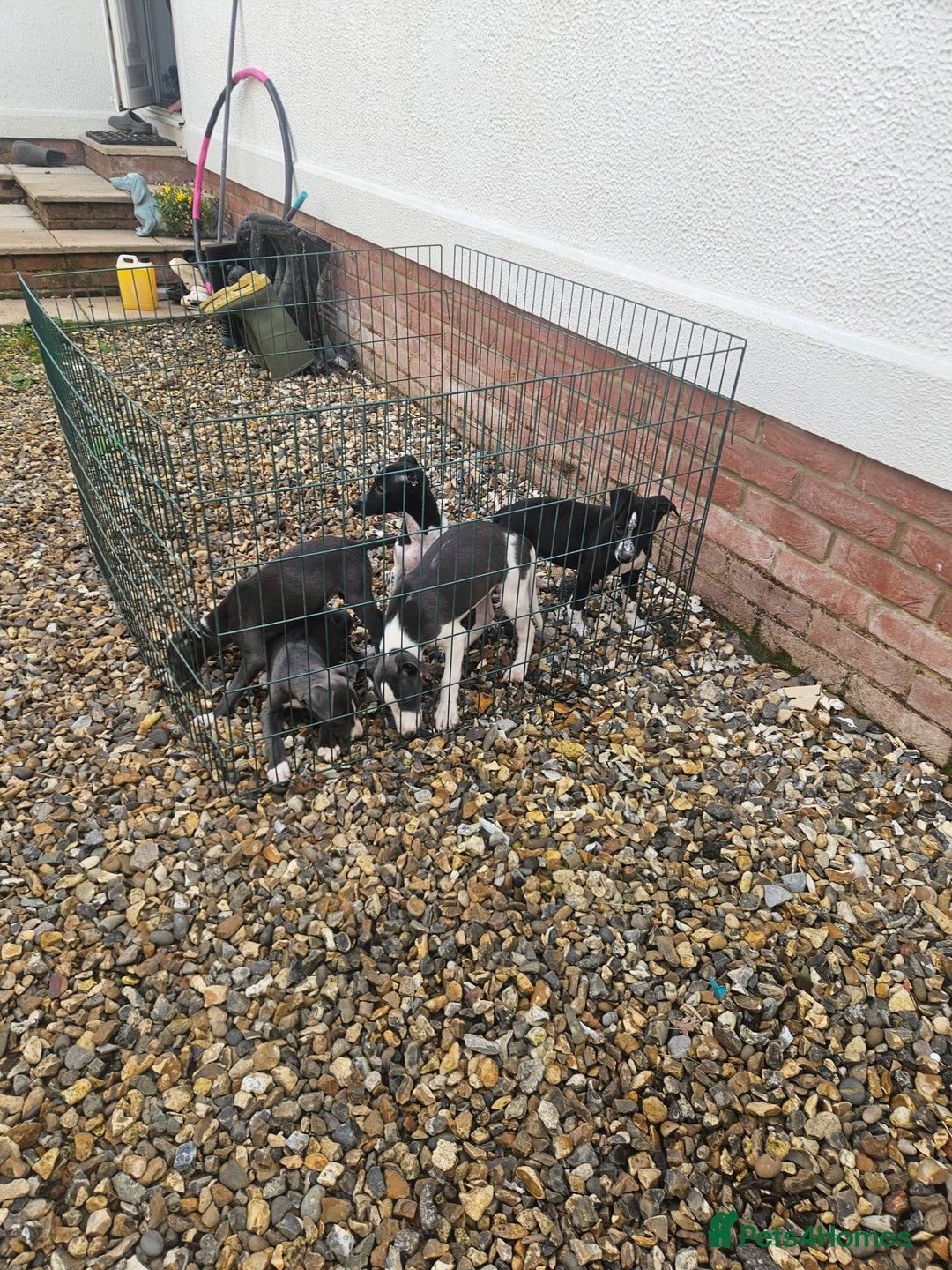 Whippet dogs for sale: 3 quarter whippet quarter collie pups - Image 5