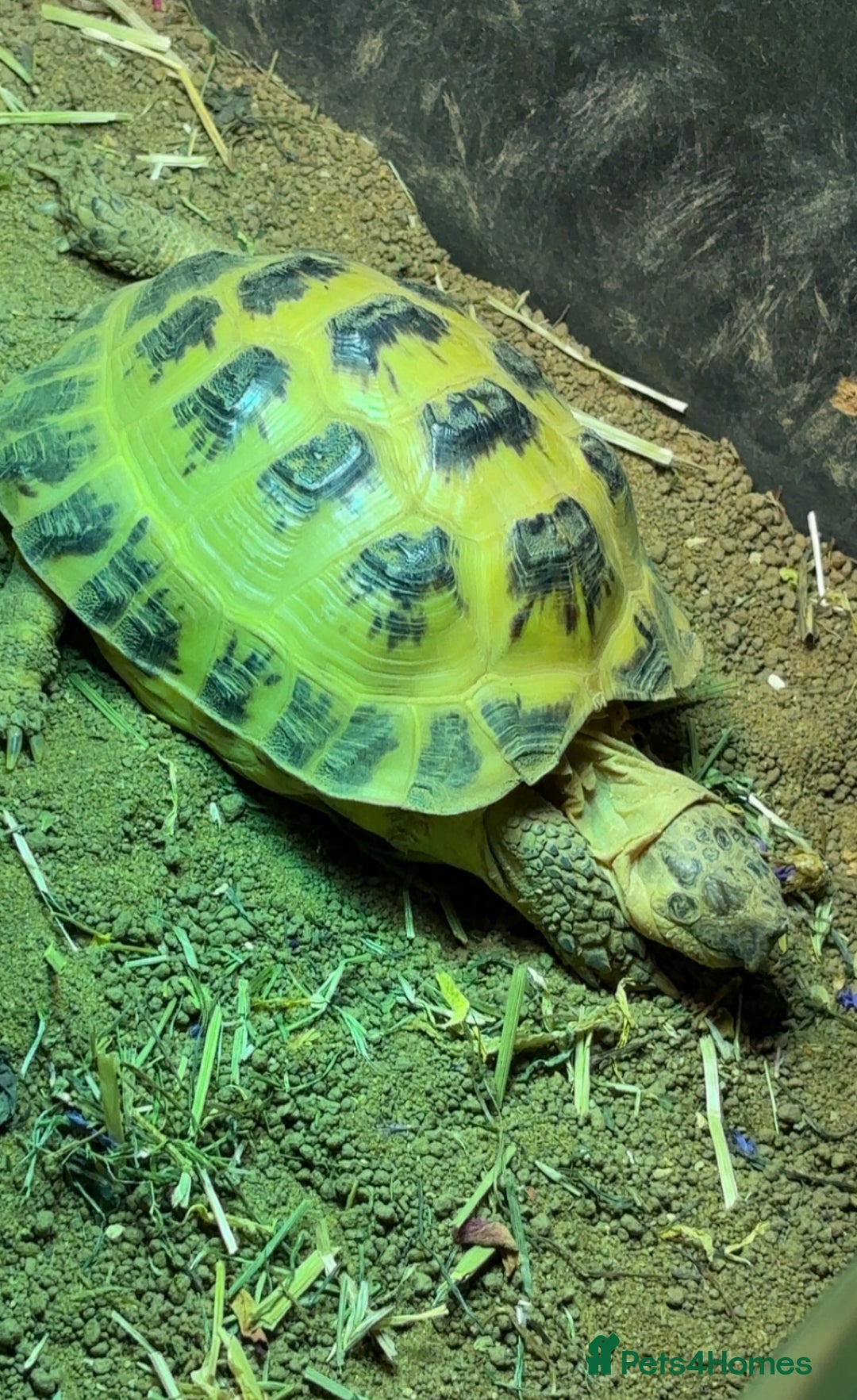 Tortoise reptiles for sale: tortoise + full enclosure - Image 3