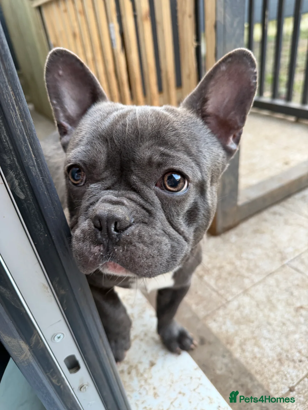 French Bulldog dogs for sale: French bulldogs puppies  in Doncaster - Advert 3