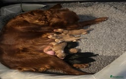 Irish Doodle dogs for sale: Toy Irish Doodle Puppies For Sale  - Image 1