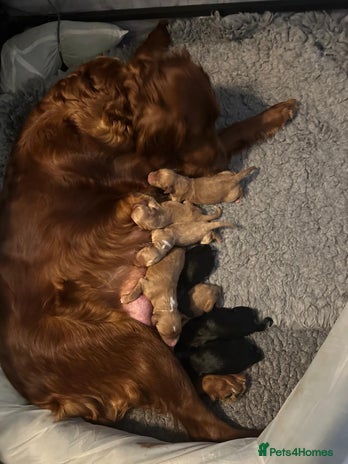 Irish Doodle dogs - Advert 1