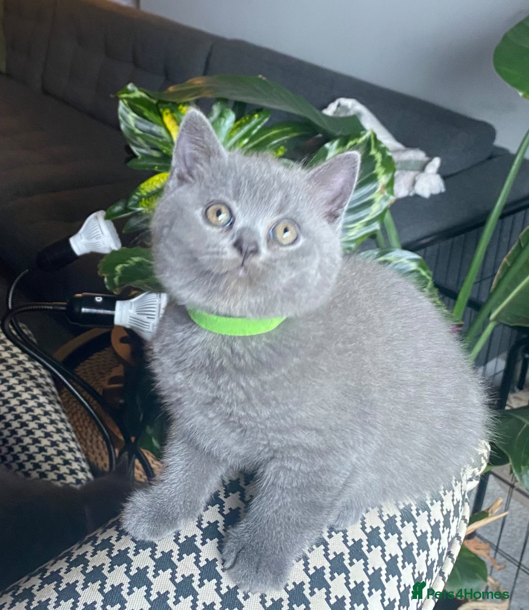 British Shorthair cats Gorgeous GCCF British Shorthair Kittens  - Advert 8