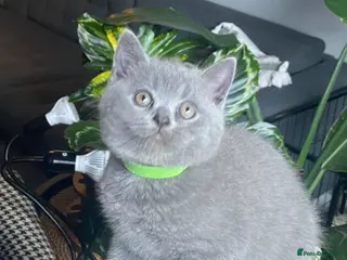 British Shorthair cats Gorgeous GCCF British Shorthair Kittens - Advert 6