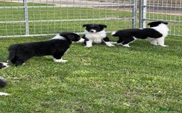 Border Collie dogs for sale: Beautiful border collie puppies  - Image 1