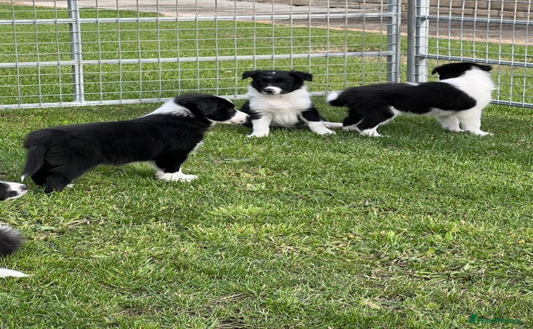 Border Collie dogs - Advert 1