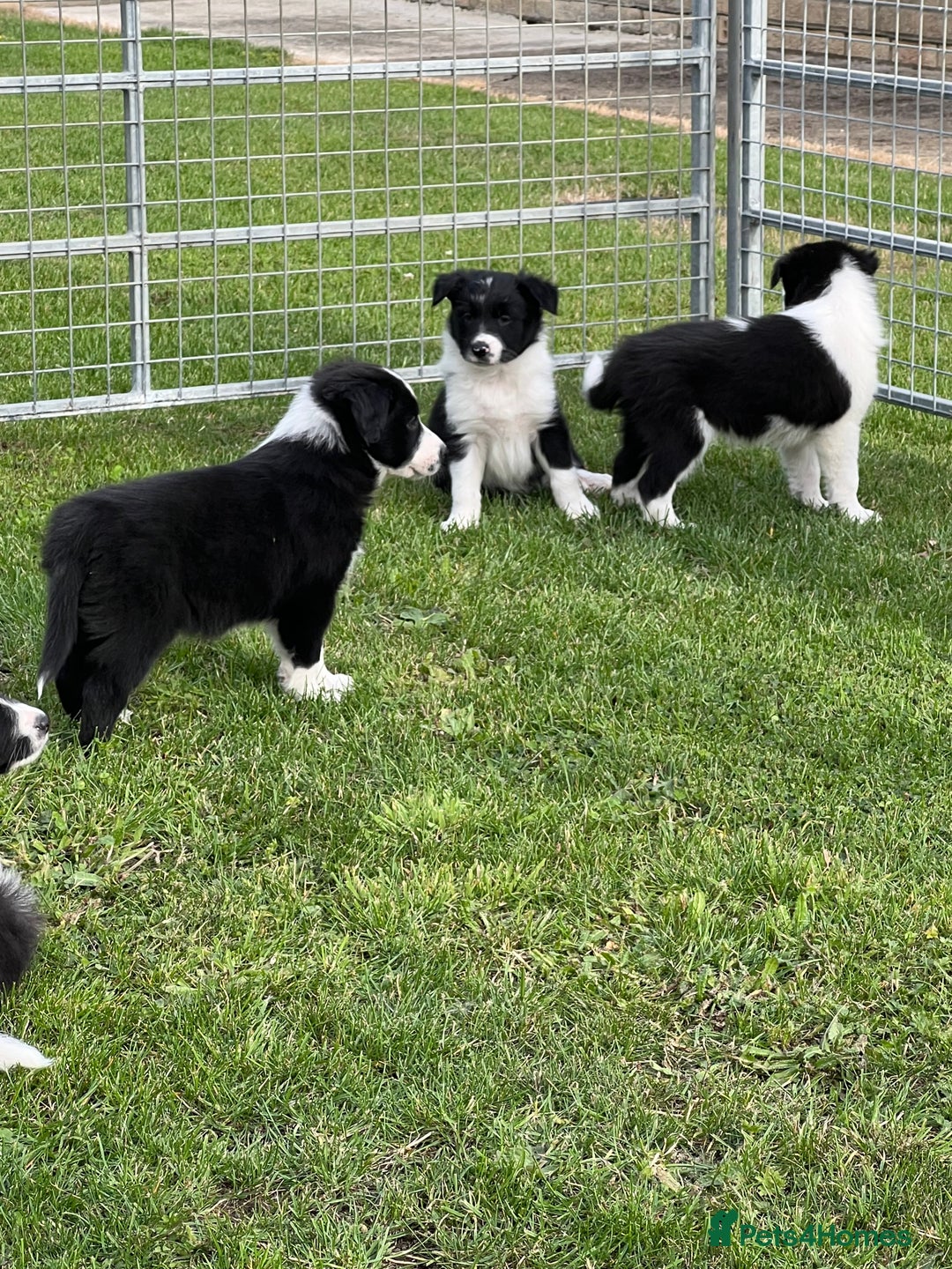 Border Collie dogs for sale: Beautiful border collie puppies  - Image 1