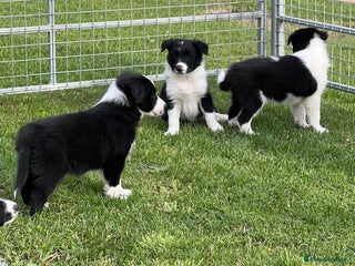 Border Collie dogs - Advert 18