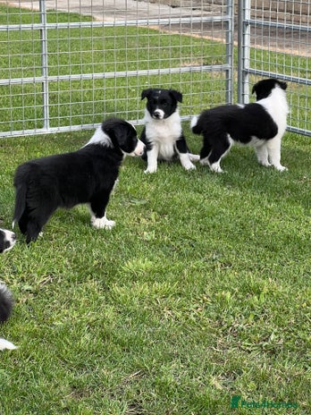 Border Collie dogs - Advert 3