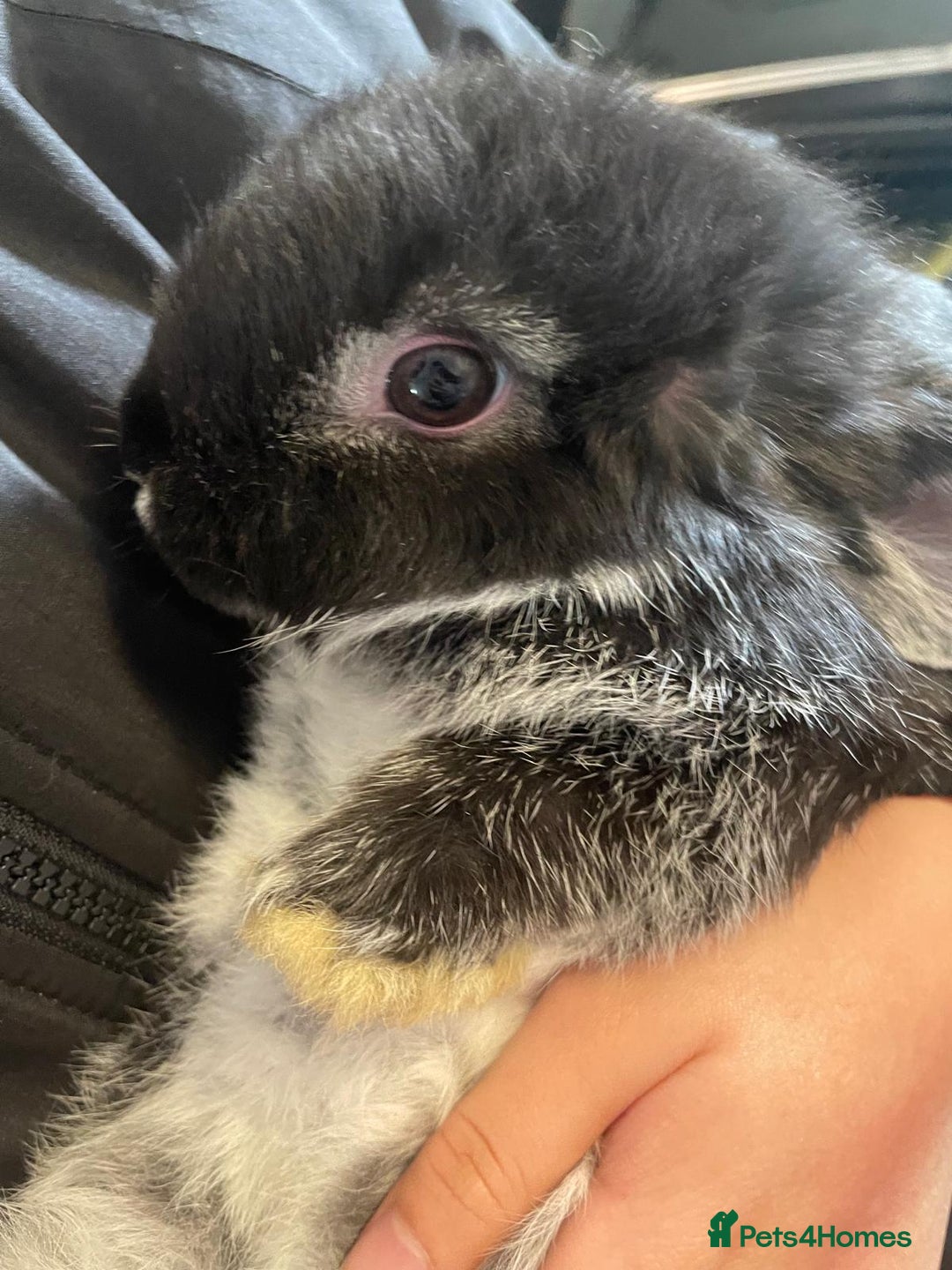 Mini Lop rabbits for sale: Ready to go mini lop - Advert 8
