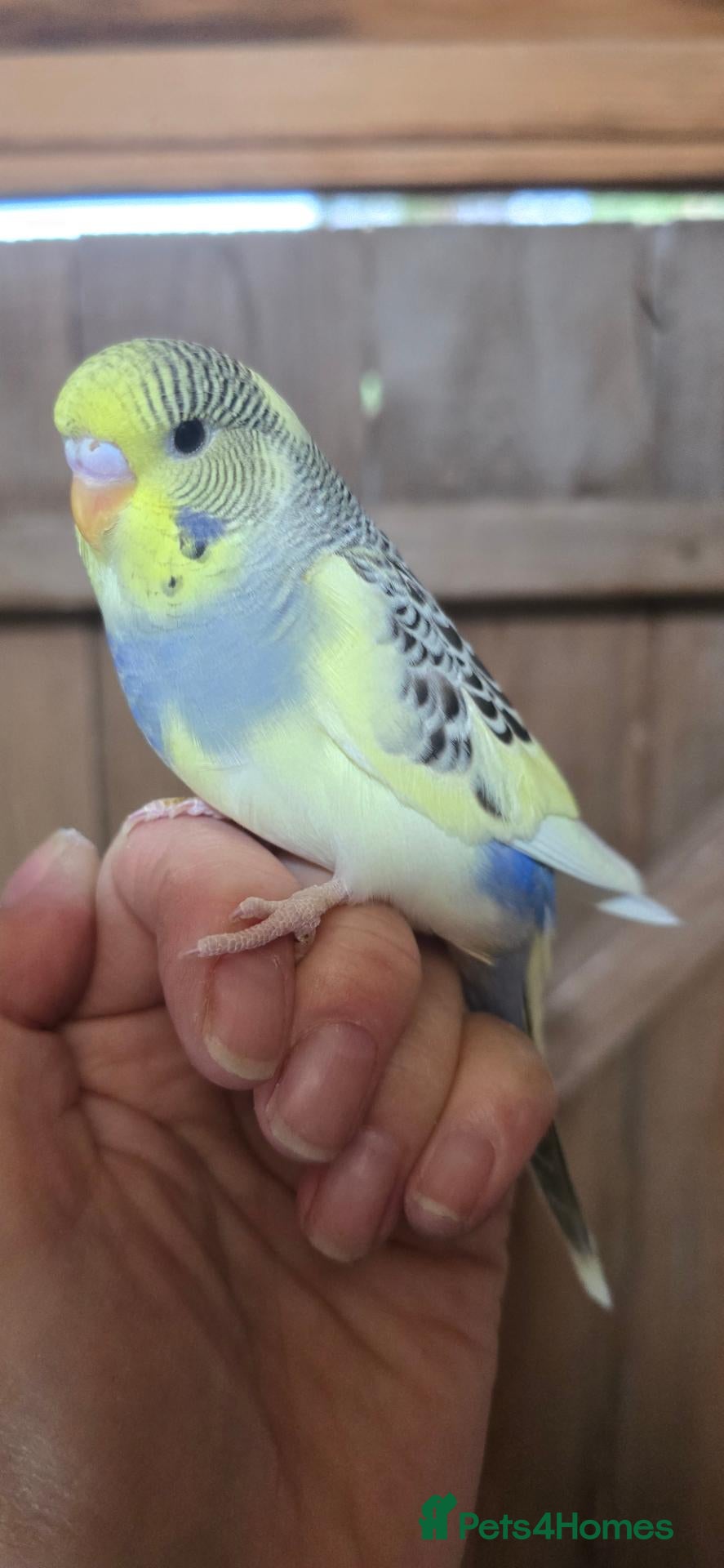 Budgerigars birds Gorgeous Baby Budgies - Advert 2