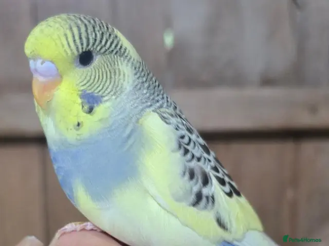 Budgerigars birds Gorgeous Baby Budgies - Advert 2