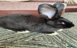 Continental Giant rabbits for sale: Continental giant rabbits  - Image 10