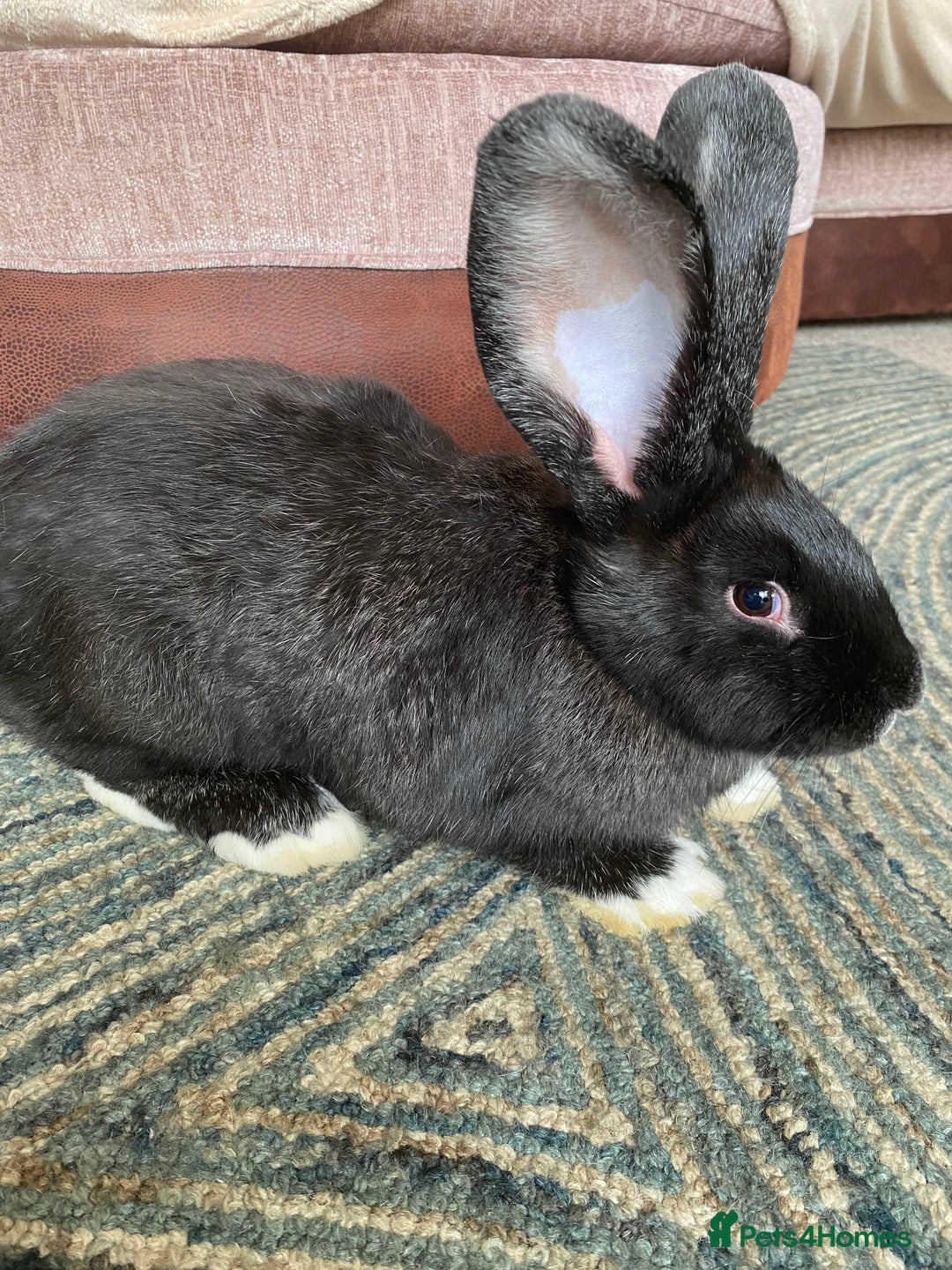 Continental Giant rabbits for sale: Continental giant rabbits  - Image 10