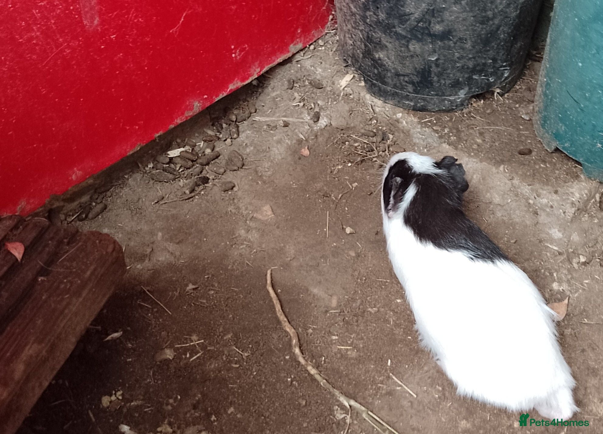 Guinea Pig rodents Guinea pigs 11 weeks old - Advert 3