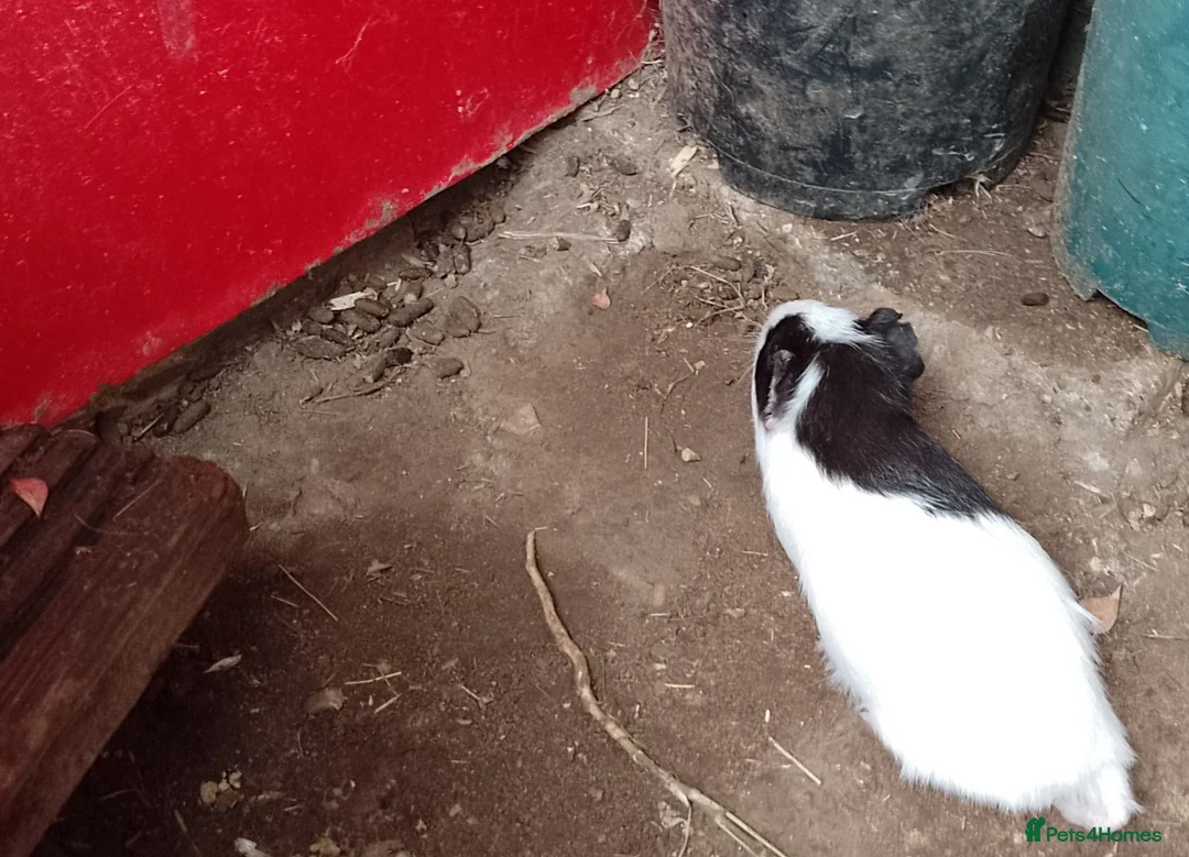 Guinea Pig rodents for sale: Guinea pigs 11 weeks old - Advert 1