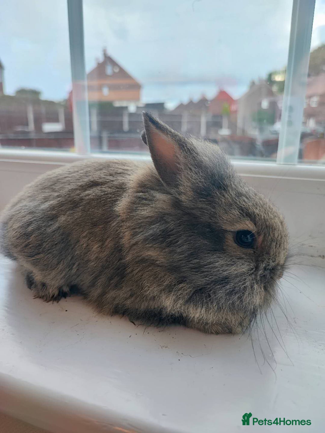 Dwarf Lop rabbits for sale: A cute little rabbit - Image 7
