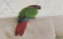 Conures birds for sale: 3 year old Green Cheeked Conure with cage and toys - Image 4