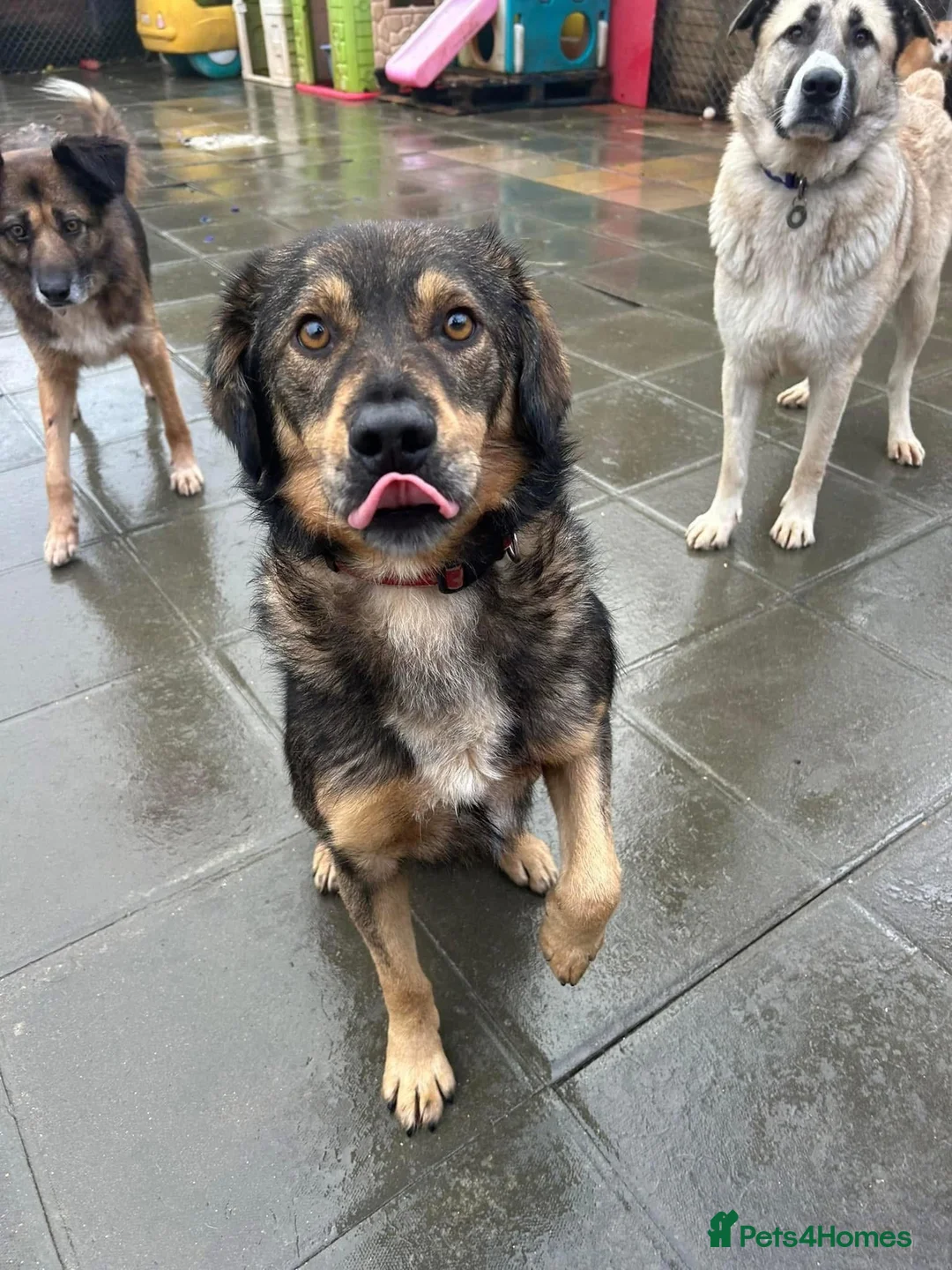 Mixed Breed dogs for adoption: Hovis - Norwich Norfolk  in Norwich - Advert 33