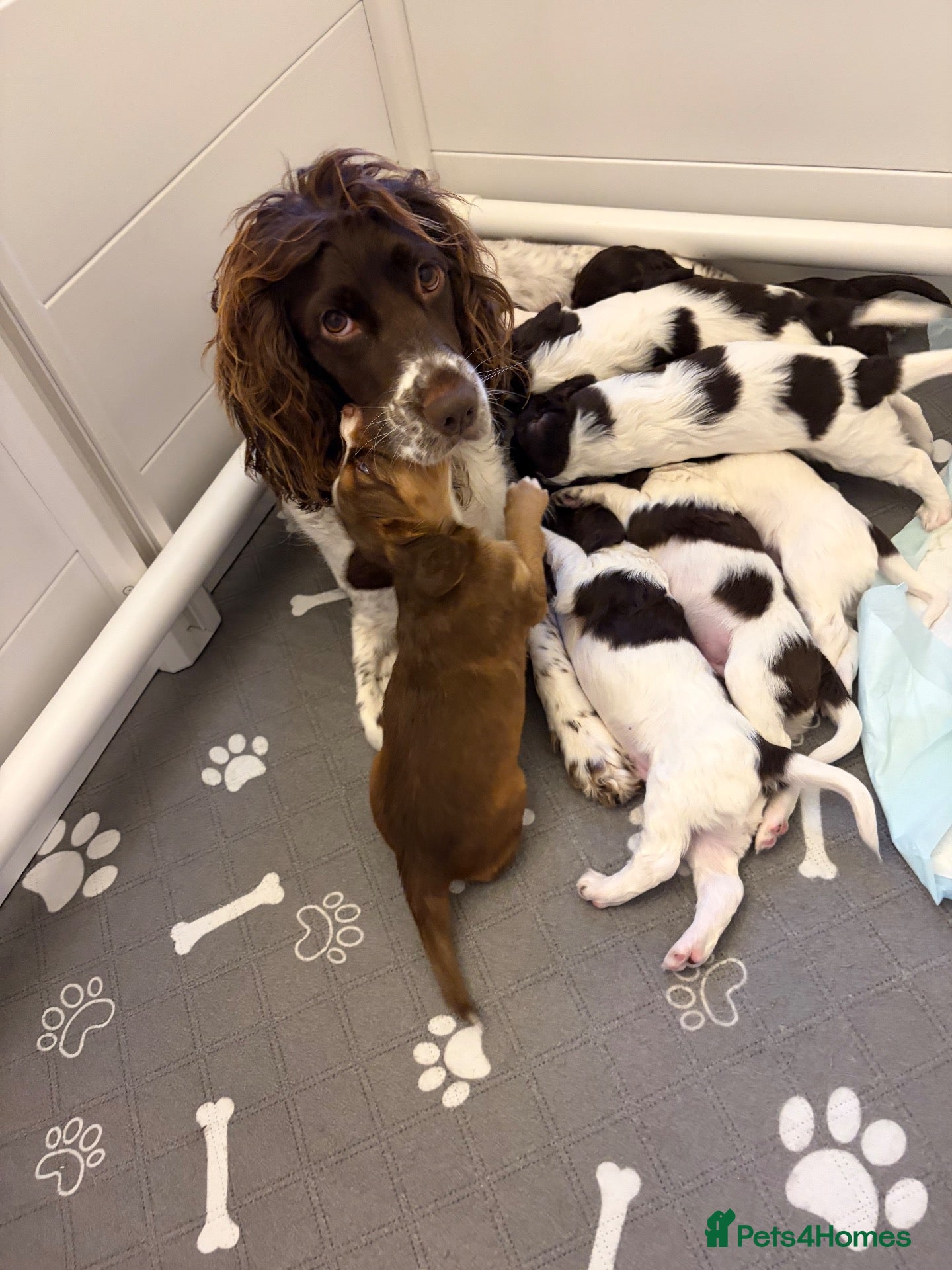 Cocker Spaniel dogs Working cocker spaniel puppies - Advert 1
